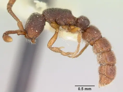 Zasphinctus caledonicus - CASENT0173053