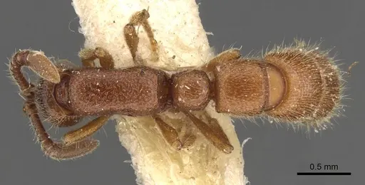 Zasphinctus cedaris specimen