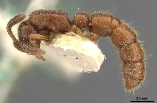 Zasphinctus cedaris specimen