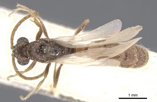 Zasphinctus chariensis specimen