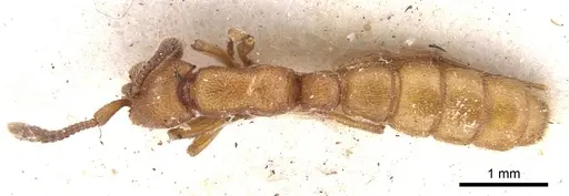 Zasphinctus clarus specimen