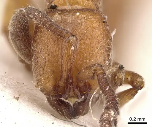 Zasphinctus clarus specimen