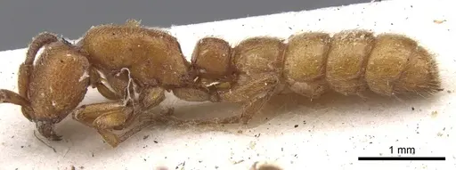 Zasphinctus clarus specimen