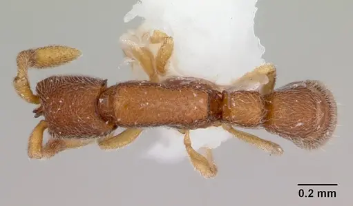 Zasphinctus cribratus specimen
