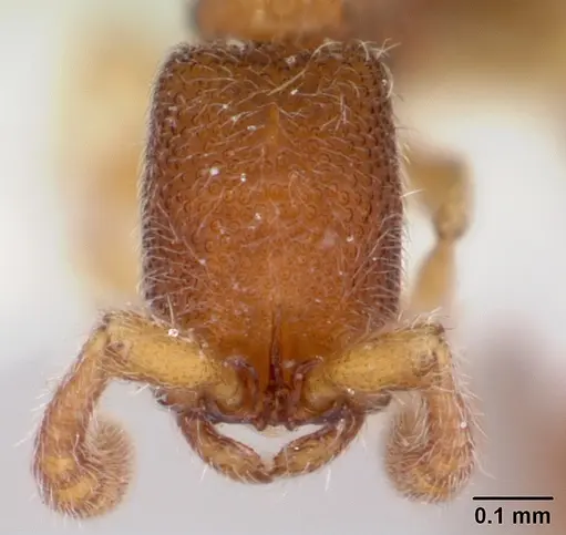 Zasphinctus cribratus specimen