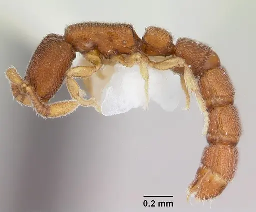 Zasphinctus cribratus specimen