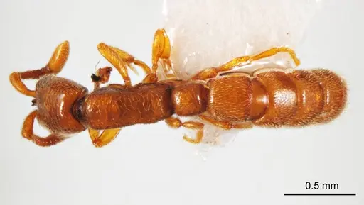 Zasphinctus duchaussoyi specimen