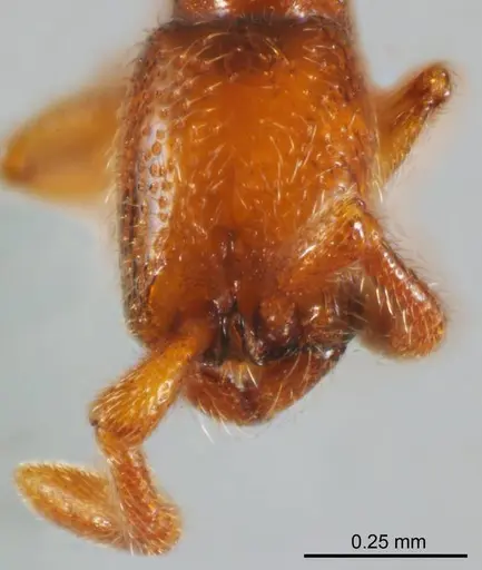 Zasphinctus duchaussoyi specimen