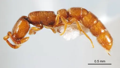Zasphinctus duchaussoyi - ANTWEB1008718
