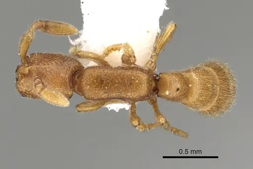 Zasphinctus duchaussoyi - CASENT0249325