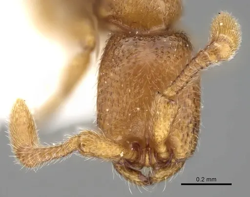 Zasphinctus duchaussoyi - CASENT0249325