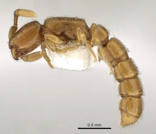 Zasphinctus duchaussoyi - CASENT0249325