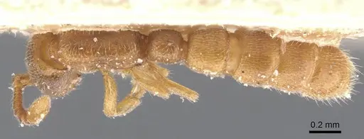 Zasphinctus duchaussoyi - CASENT0911270