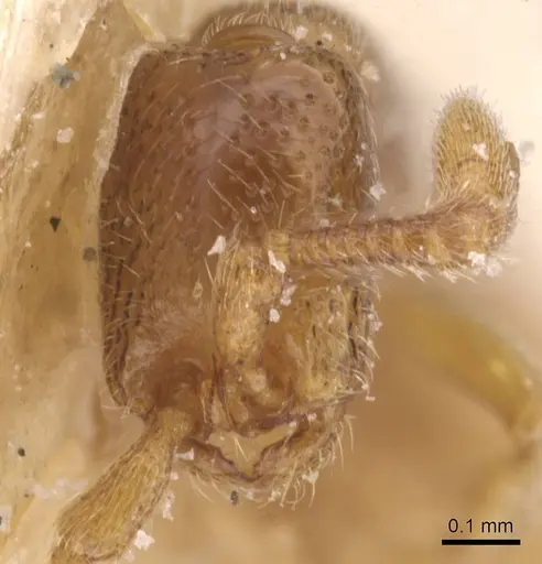 Zasphinctus duchaussoyi - CASENT0911270