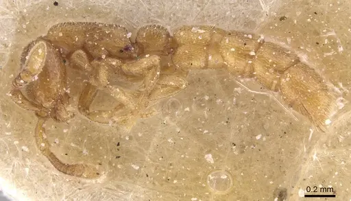 Zasphinctus duchaussoyi - CASENT0911270