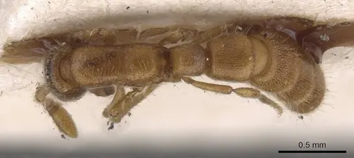 Zasphinctus duchaussoyi - CASENT0915331