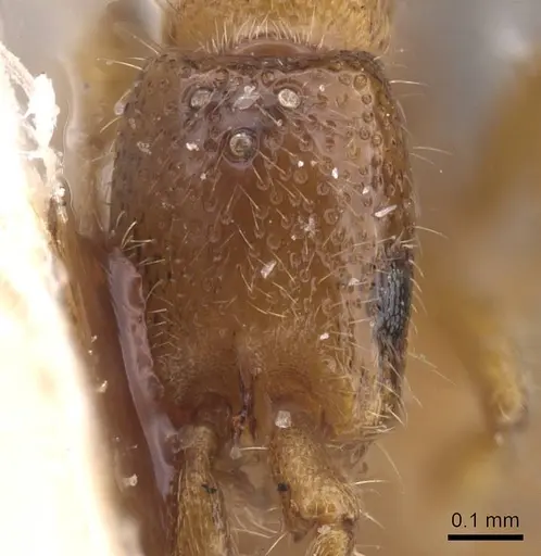 Zasphinctus duchaussoyi - CASENT0915331