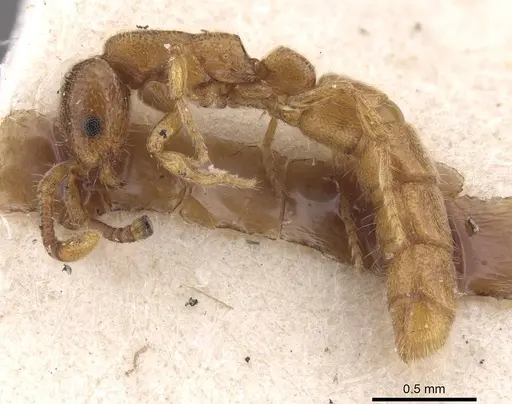 Zasphinctus duchaussoyi - CASENT0915331