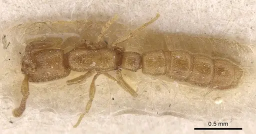 Zasphinctus duchaussoyi - CASENT0915332