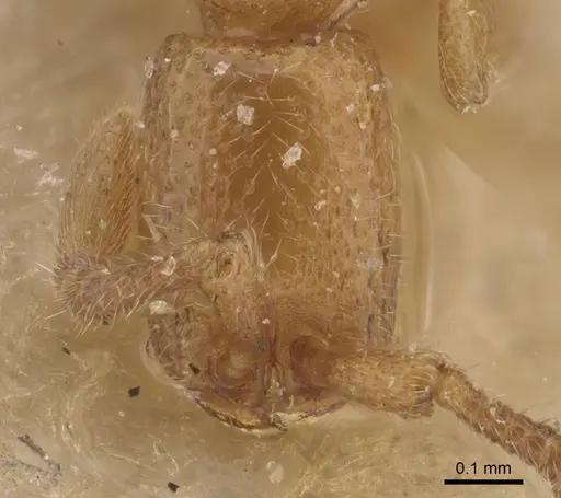 Zasphinctus duchaussoyi - CASENT0915332