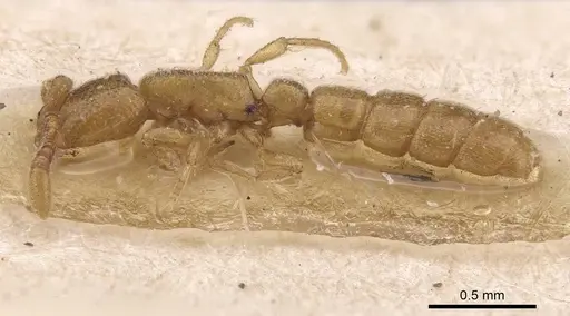 Zasphinctus duchaussoyi - CASENT0915332