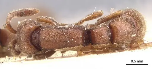 Zasphinctus emeryi specimen