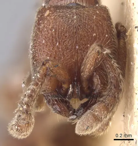 Zasphinctus emeryi specimen