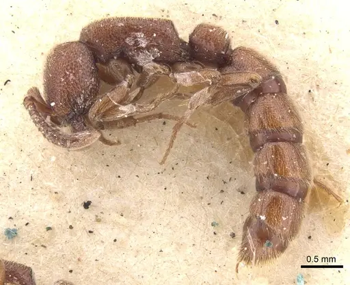 Zasphinctus emeryi specimen