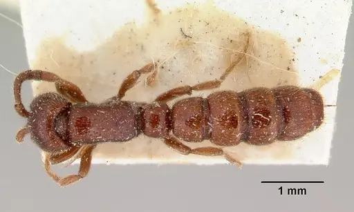 Zasphinctus froggatti specimen