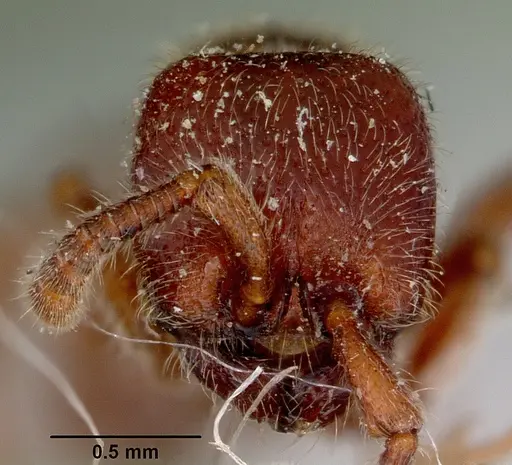 Zasphinctus froggatti specimen