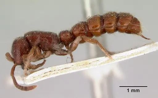 Zasphinctus froggatti specimen