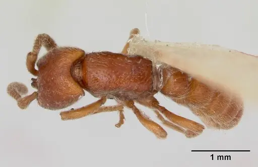 Zasphinctus froggatti - CASENT0173055