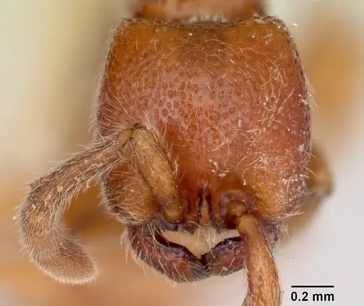 Zasphinctus froggatti - CASENT0173055