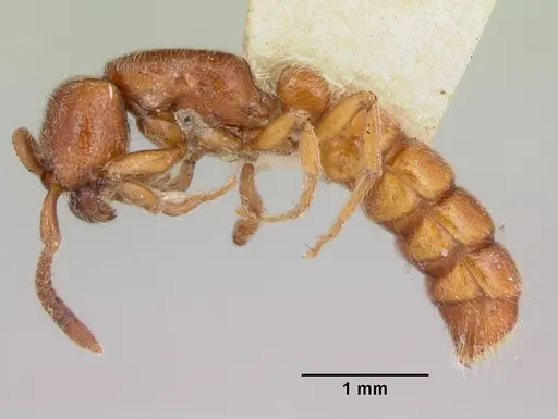 Zasphinctus froggatti - CASENT0173055