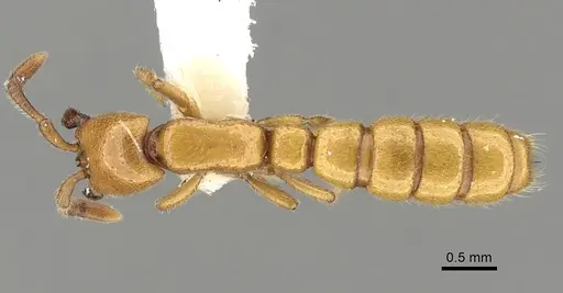 Zasphinctus froggatti - CASENT0249326