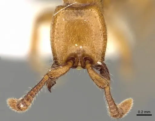 Zasphinctus froggatti - CASENT0249326