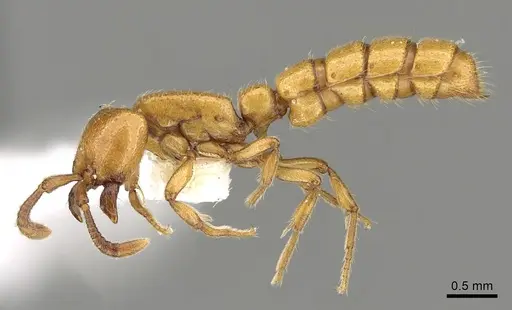 Zasphinctus froggatti - CASENT0249326