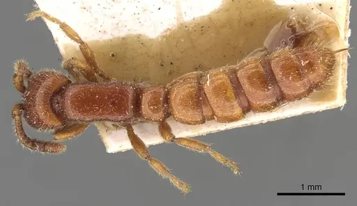 Zasphinctus froggatti - CASENT0907038