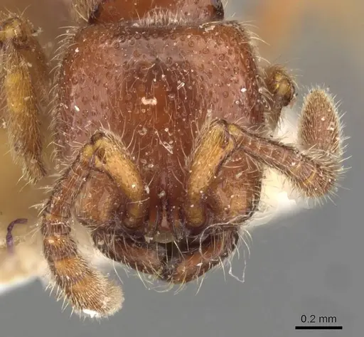 Zasphinctus froggatti - CASENT0907038