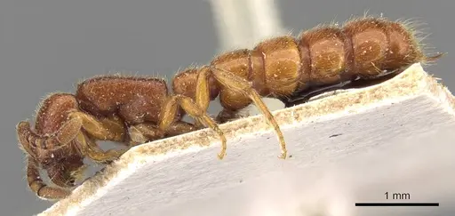 Zasphinctus froggatti - CASENT0907038