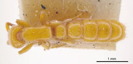 Zasphinctus imbecilis specimen