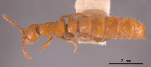 Zasphinctus imbecilis - ANTWEB1008187