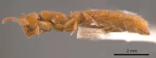 Zasphinctus imbecilis - ANTWEB1008187