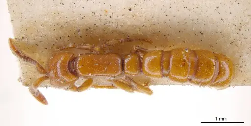 Zasphinctus imbecilis - ANTWEB1008215
