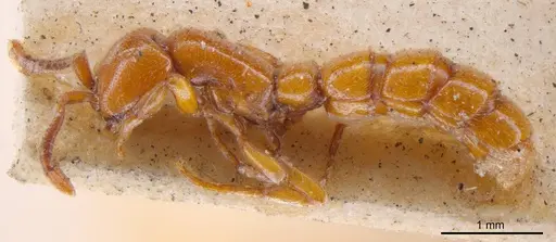 Zasphinctus imbecilis - ANTWEB1008215