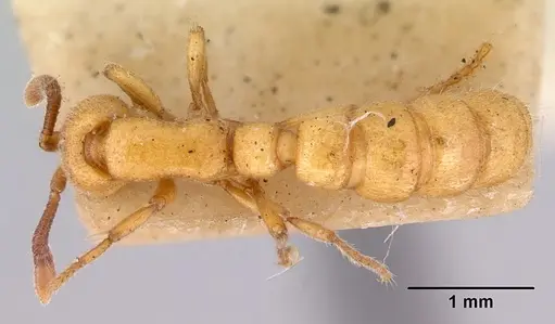 Zasphinctus imbecilis - CASENT0172086