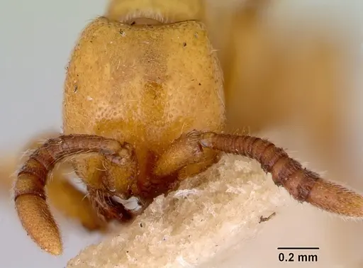 Zasphinctus imbecilis - CASENT0172086