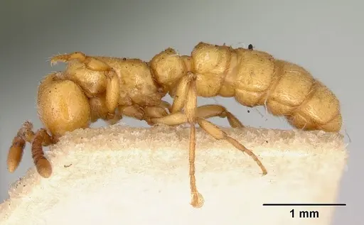 Zasphinctus imbecilis - CASENT0172086