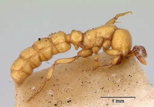 Zasphinctus imbecilis - CASENT0172086