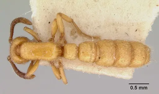 Zasphinctus imbecilis - CASENT0172114